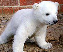 Illustration for article titled The Cute Polar Bear Cub Must Die